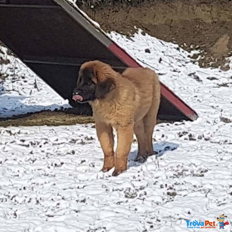 Cuccioli Leonberger - Foto n. 3