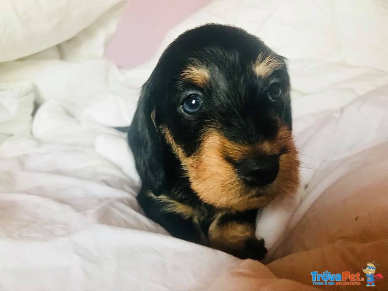 Cuccioli di Bassotto a pelo Duro - Foto n. 1