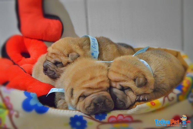 Sharpei Cuccioli shar pei Pedigree - Foto n. 1