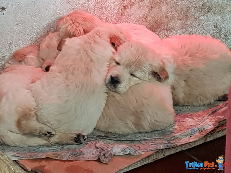 Cuccioli di Golden Retriever - Foto n. 3