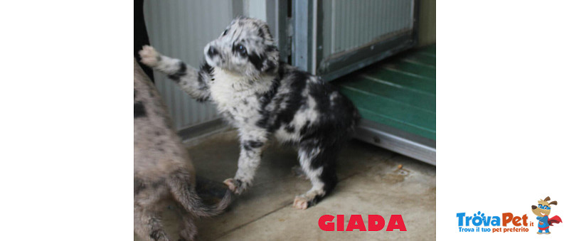 3 Cuccioli mix Pastore Australiano, Ennesima Cucciolata Indesiderata! Cercano Casa - Foto n. 2