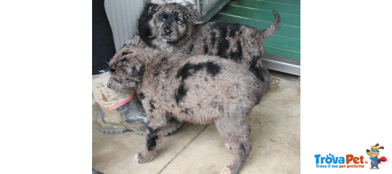 3 Cuccioli mix Pastore Australiano, Ennesima Cucciolata Indesiderata! Cercano Casa - Foto n. 4