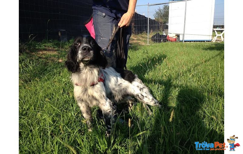 Marcus, Sette/spaniel di 8 anni in Cerca D'affetto - Foto n. 2