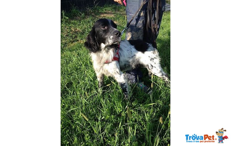 Marcus, Sette/spaniel di 8 anni in Cerca D'affetto - Foto n. 3