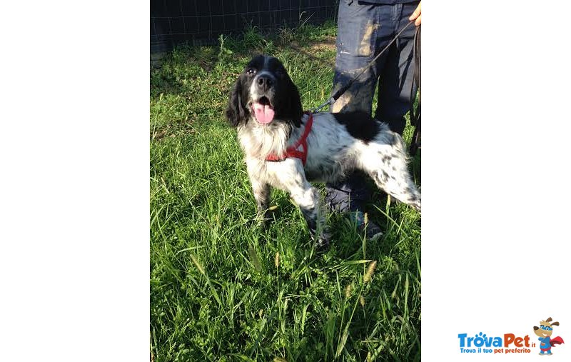 Marcus, Sette/spaniel di 8 anni in Cerca D'affetto - Foto n. 1