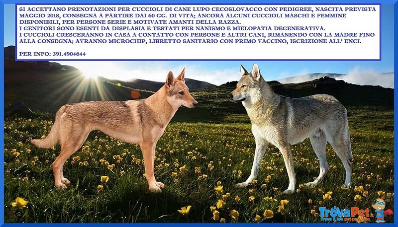 Cuccioli cane lupo Cecoslovacco - Foto n. 1