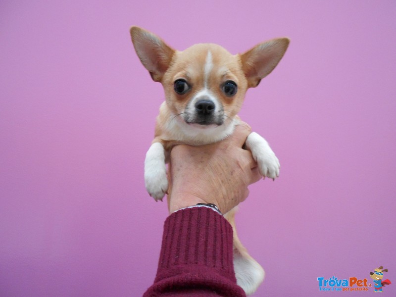 Cucciolo di Chihuahua (marrone) - Foto n. 1