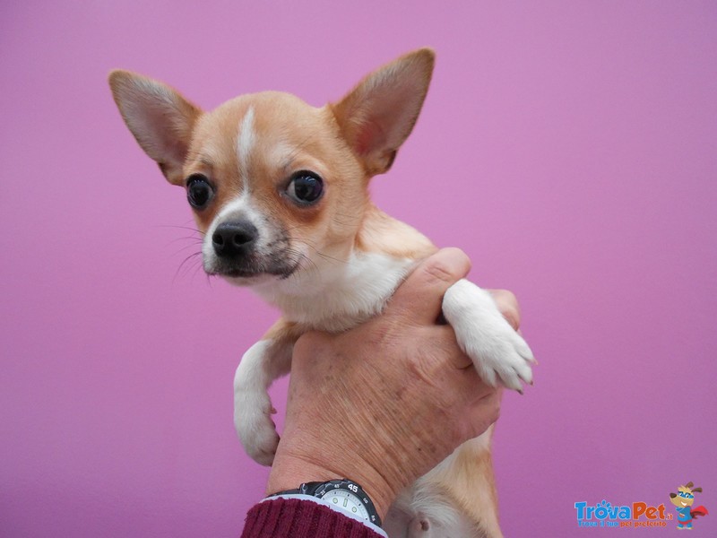 Cucciolo di Chihuahua (marrone) - Foto n. 2