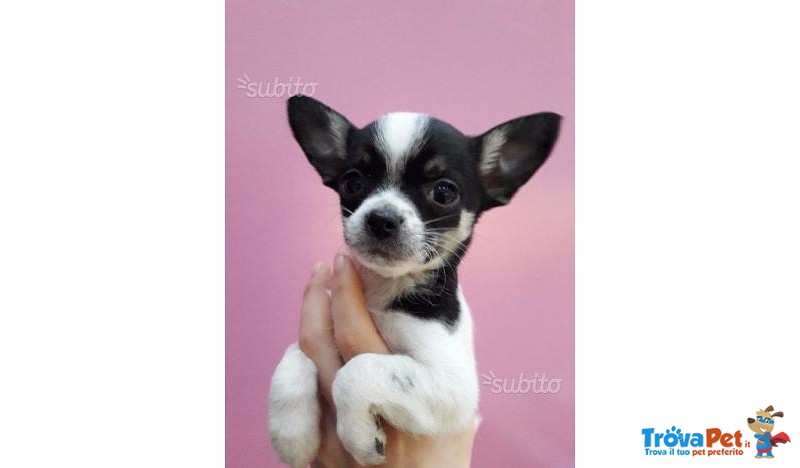 Cucciolo di Chihuahua (bianco e Nero) - Foto n. 1