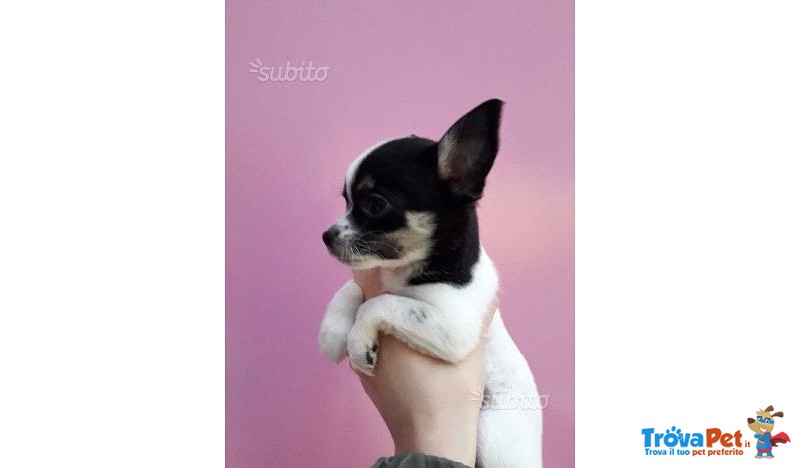 Cucciolo di Chihuahua (bianco e Nero) - Foto n. 2