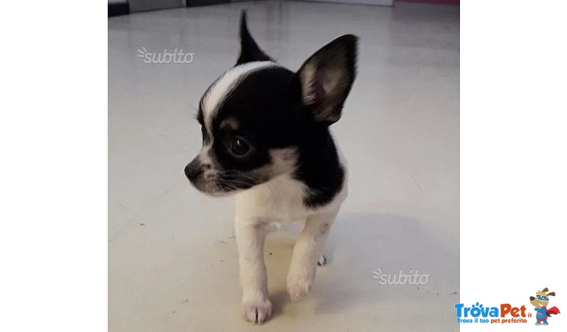 Cucciolo di Chihuahua (bianco e Nero) - Foto n. 3