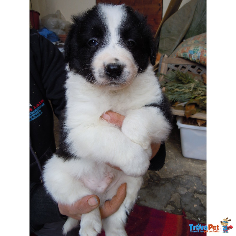 Cuccioli Border Collie - Foto n. 2