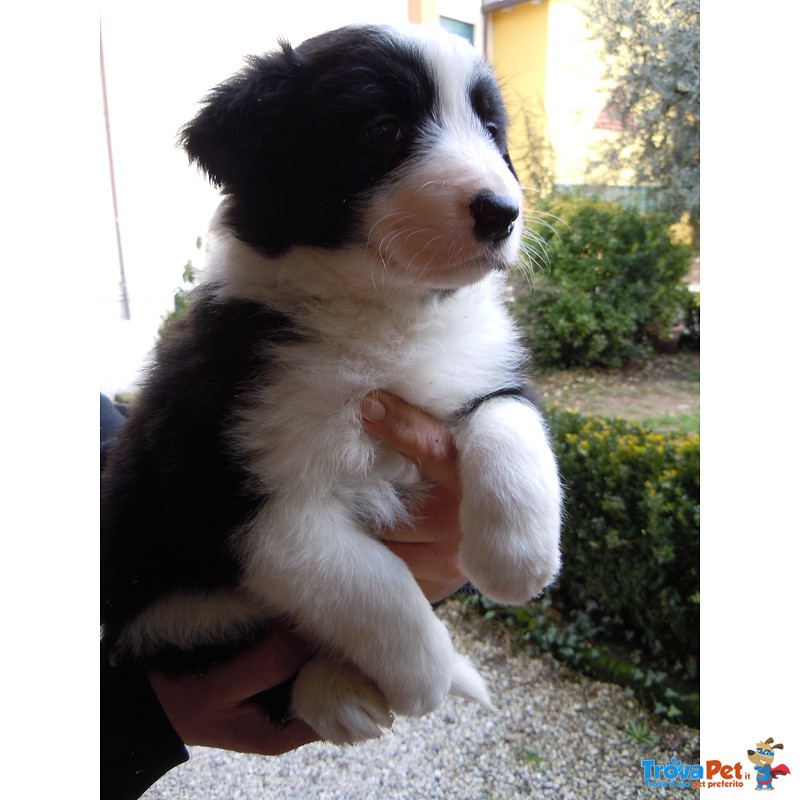 Cuccioli Border Collie - Foto n. 3