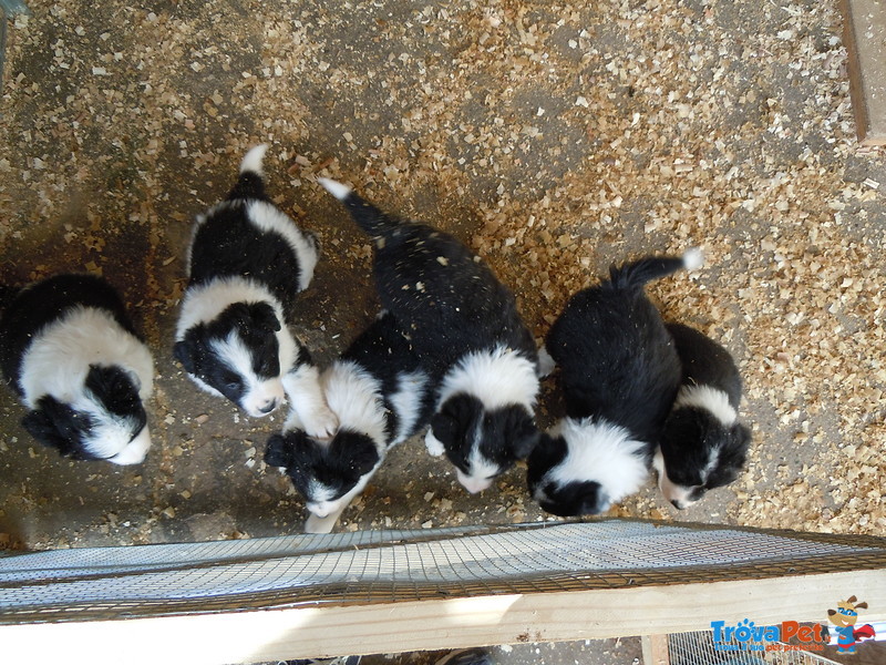 Cuccioli Border Collie - Foto n. 4