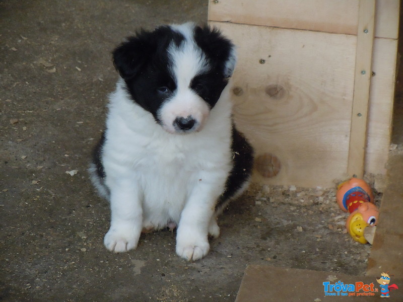 Cuccioli Border Collie - Foto n. 5