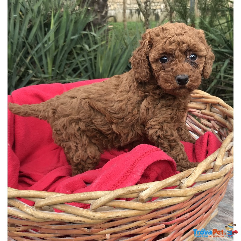 Cucciola di Barboncino Rosso Pedigree Enci - Foto n. 1