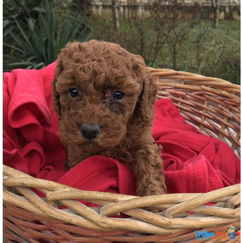 Cucciola di Barboncino Rosso Pedigree Enci - Foto n. 2