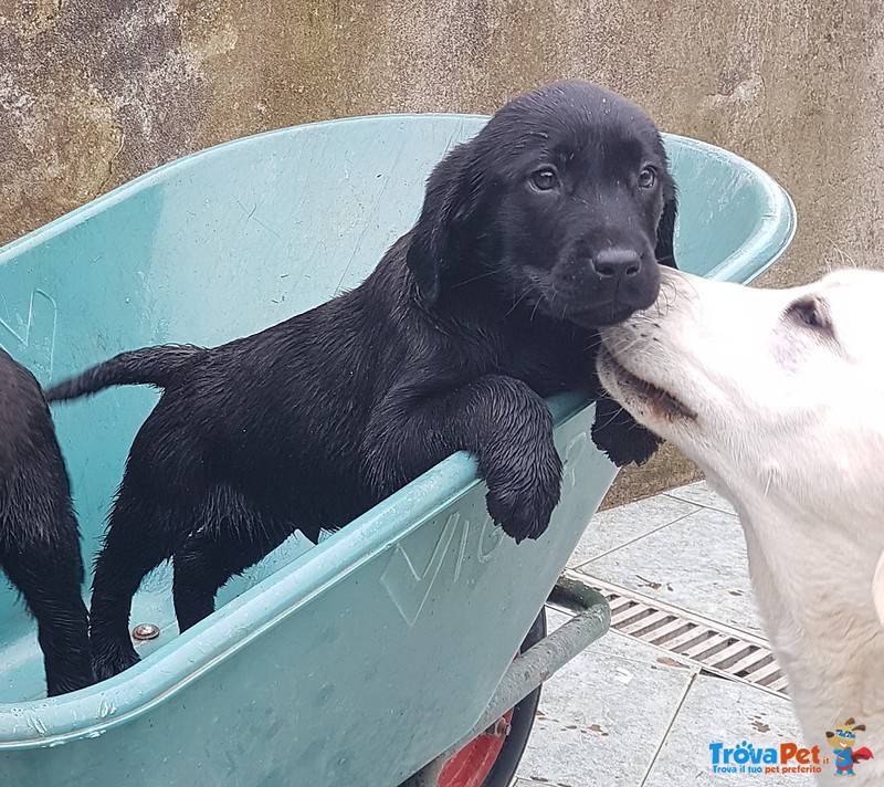 Cuccioli Maschi di Labrador Neri - Foto n. 3