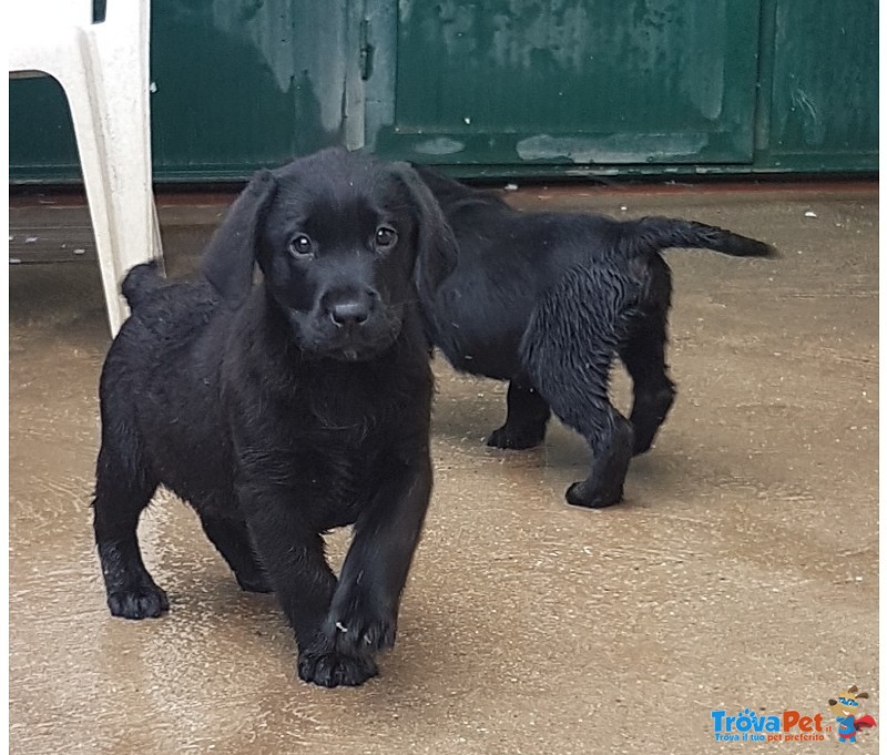 Cuccioli Maschi di Labrador Neri - Foto n. 5