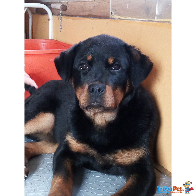 Cucciolo Rottweiler Femmina - Foto n. 2