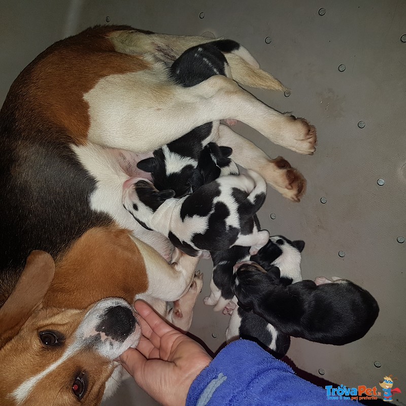 Beagle Cuccioli da Comapgnia - Foto n. 2