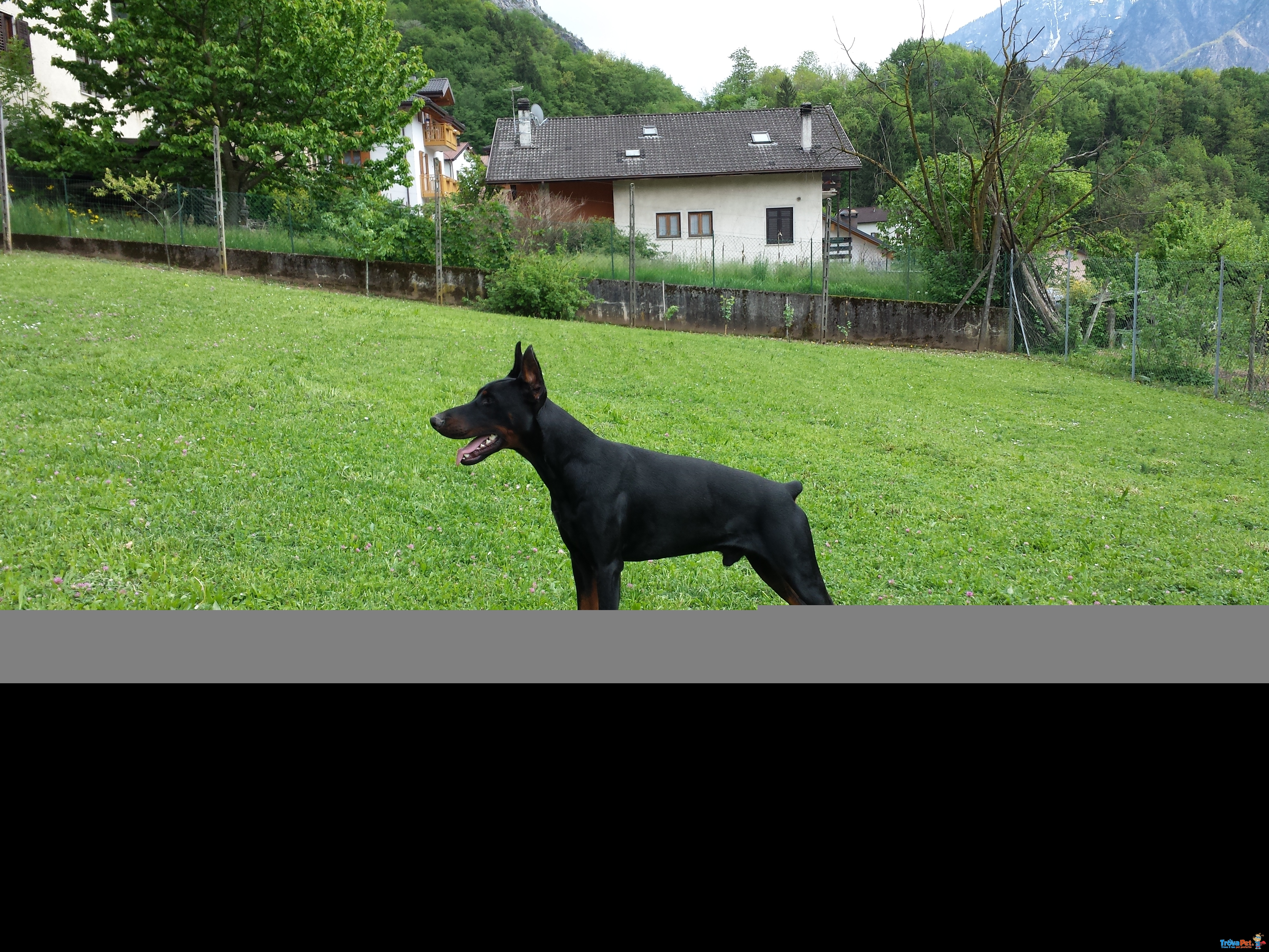 Offro Monto Dobermann nero Focato, alta Genealogia - Foto n. 1