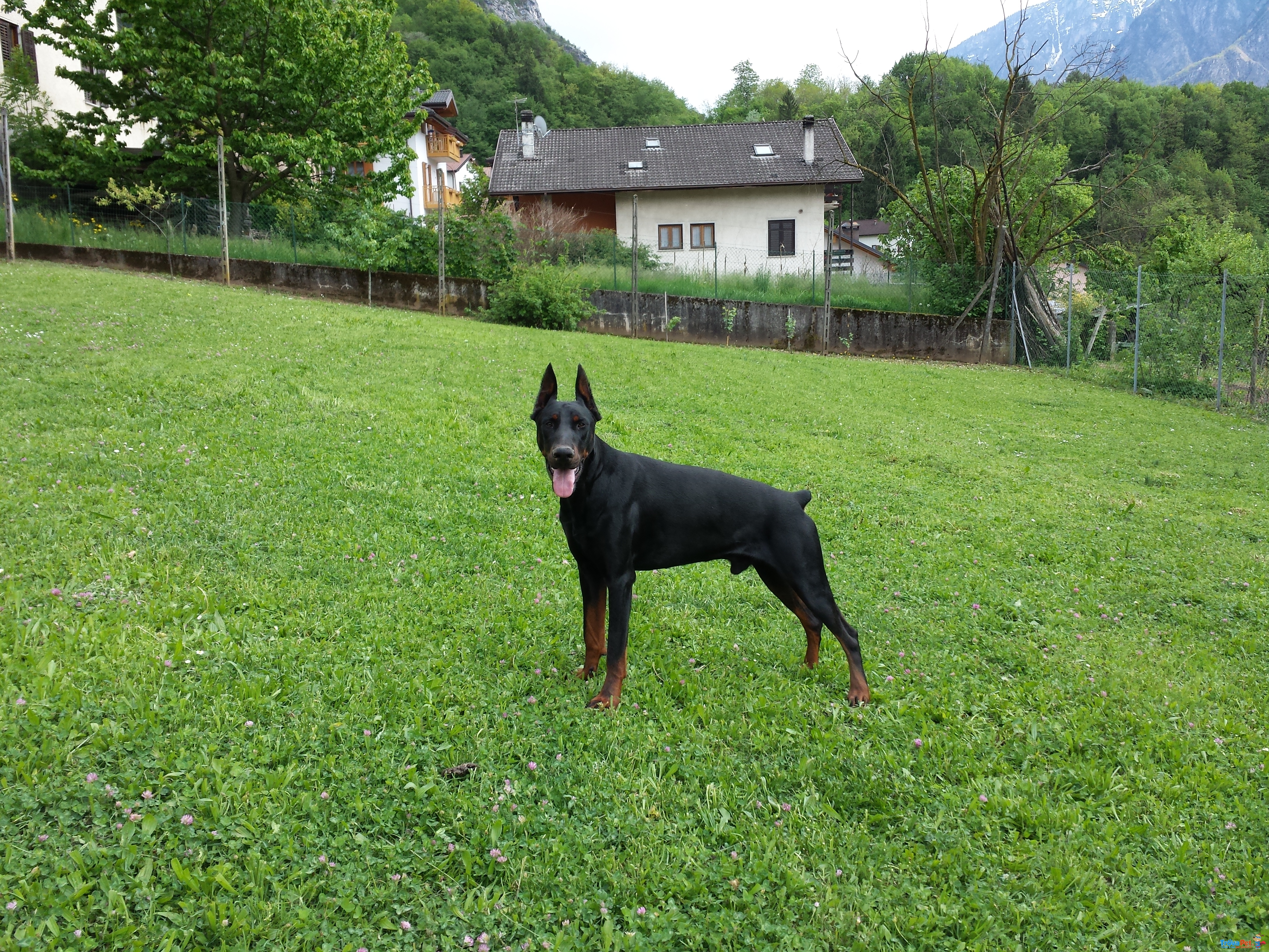 Offro Monto Dobermann nero Focato, alta Genealogia - Foto n. 2