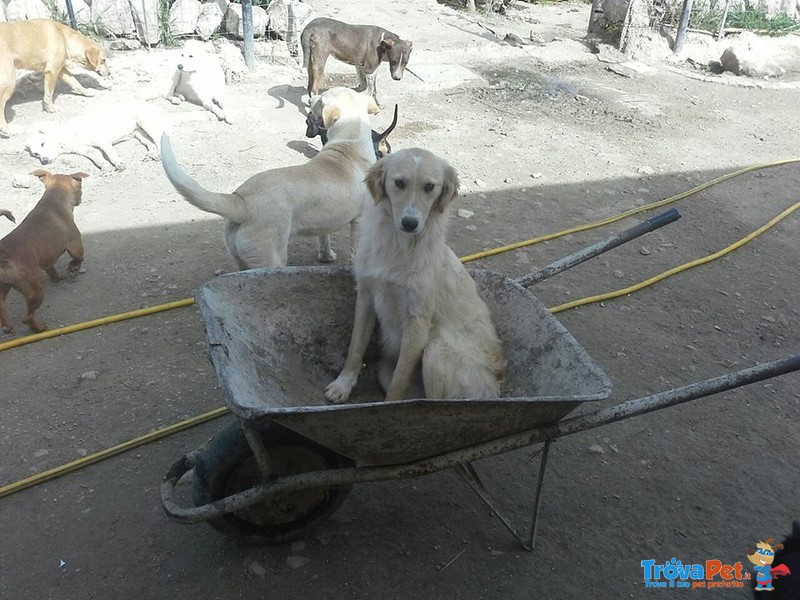 Eddie Bello e Dolce Peloso Cerca Casa - Foto n. 2