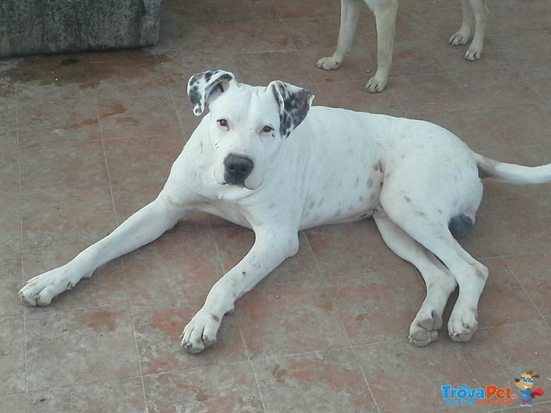 Ettore Bellissimo dogo Aspetta la sua Occasione di Felicità - Foto n. 1