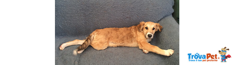 Castagna, Cucciola di 4 Mesi, Taglia Media, Dalle Strade Della Sicilia a Bergamo in Cerca di una Ca - Foto n. 1