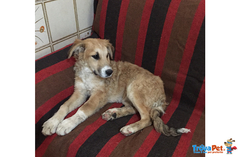 Castagna, Cucciola di 4 Mesi, Taglia Media, Dalle Strade Della Sicilia a Bergamo in Cerca di una Ca - Foto n. 2