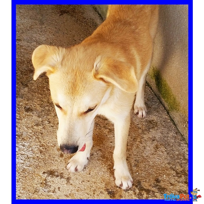 Keiko Bellissimo Cagnolone Perfetto per una Famiglia - Foto n. 3