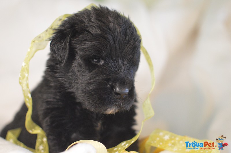 Cuccioli Terranova - Foto n. 3