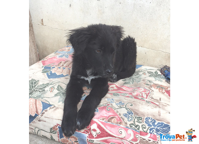 Ruggero, Cucciolo Incrocio Border di 4 Mesi, Taglia Media, Arrivato a Bergamo Dalla Sicilia, Cerca C - Foto n. 1