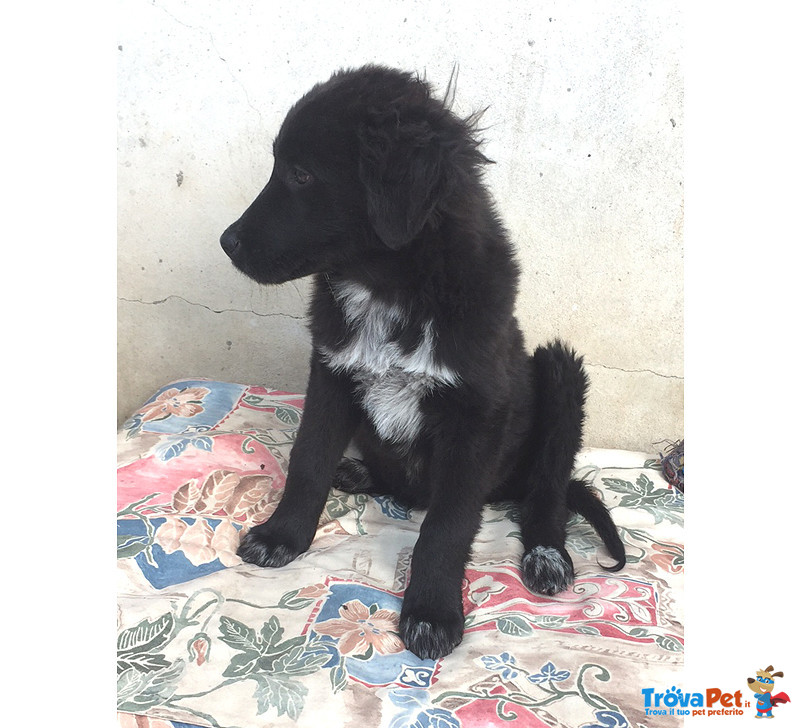 Ruggero, Cucciolo Incrocio Border di 4 Mesi, Taglia Media, Arrivato a Bergamo Dalla Sicilia, Cerca C - Foto n. 2