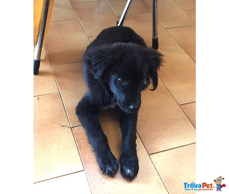 Ruggero, Cucciolo Incrocio Border di 4 Mesi, Taglia Media, Arrivato a Bergamo Dalla Sicilia, Cerca C - Foto n. 3