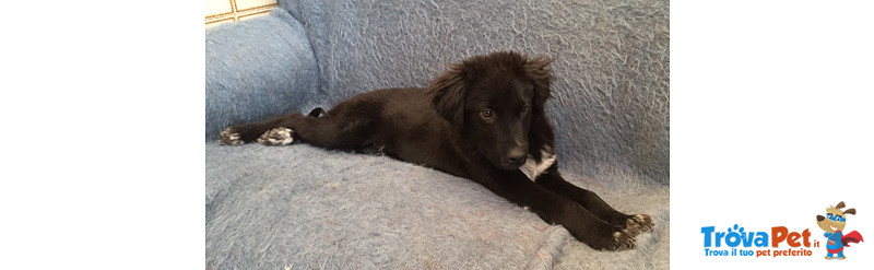 Ruggero, Cucciolo Incrocio Border di 4 Mesi, Taglia Media, Arrivato a Bergamo Dalla Sicilia, Cerca C - Foto n. 4