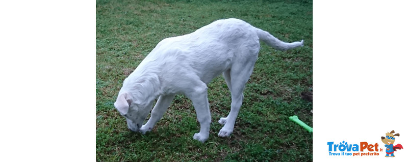 Candy, Cucciola di 4 Mesi, Adottata il 18/02/18 Verra’ Restituita al Mittente, Cerca Casa - Foto n. 4