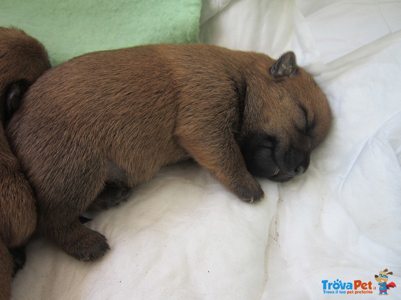 Cuccioli Cairn Terrier alta Genealogia - Foto n. 5