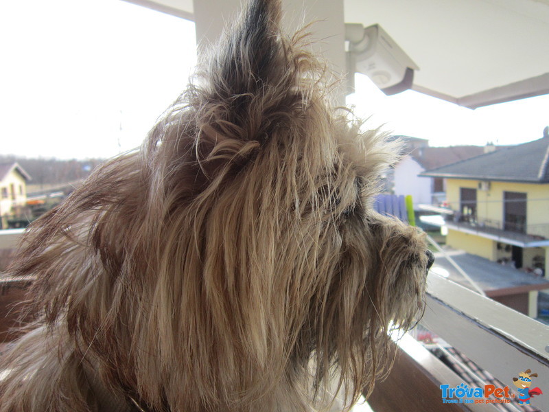 Cuccioli Cairn Terrier alta Genealogia - Foto n. 7