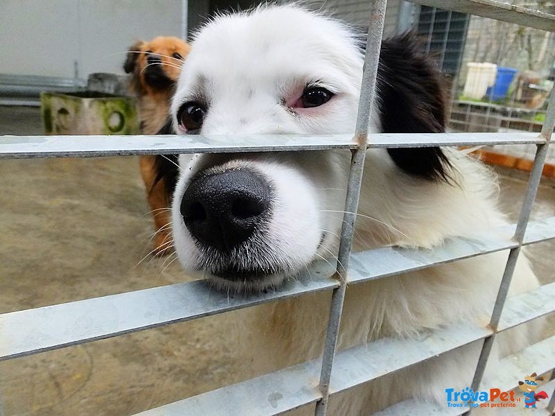 Valentino - Taglia Piccola un Amore - Foto n. 2