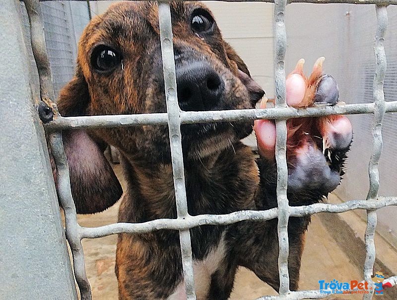 Cucciola gaia - Adozione Urgente - Foto n. 1