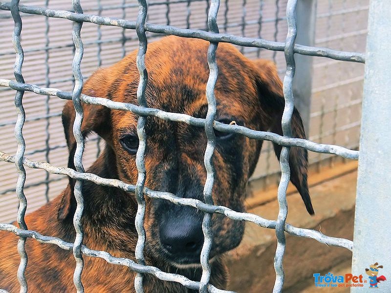 Cucciola gaia - Adozione Urgente - Foto n. 2