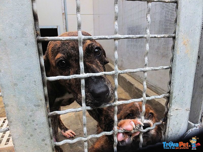 Cucciola gaia - Adozione Urgente - Foto n. 3