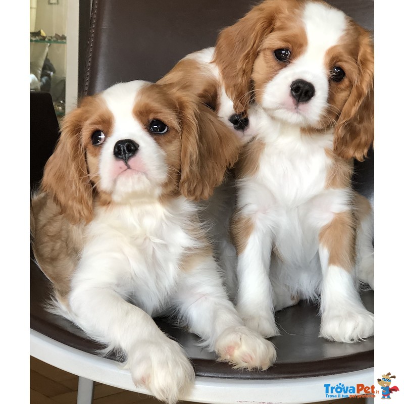 cavalier king annunci