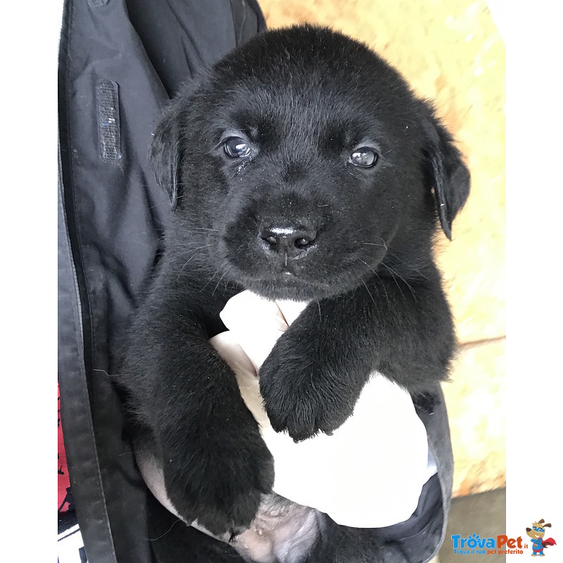 Labrador cin Pedigree alta Genealogia - Foto n. 1