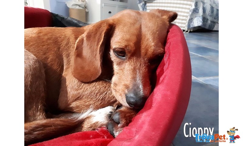 Cioppy Giovanotto di 2 Anni - Foto n. 2