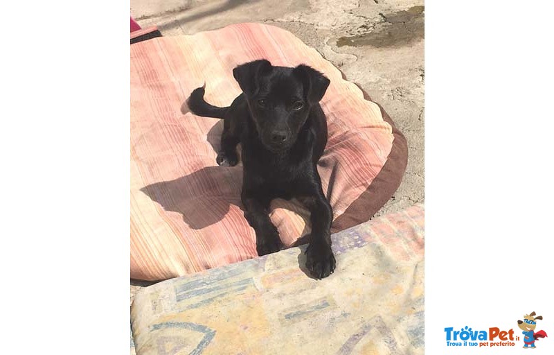 Black, Cucciolo 5 Mesi, Taglia Piccola, Dalla Sicilia a Bergamo in Cerca di una vita da Favola - Foto n. 4