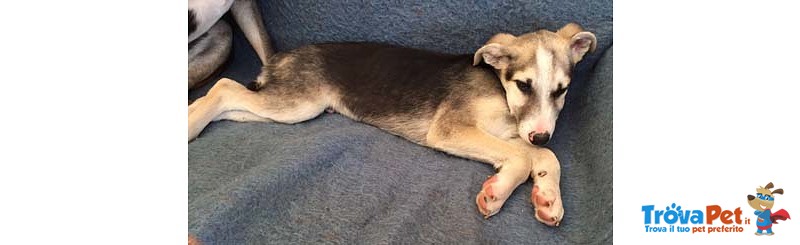 Mask, Incrocio Husky, Cucciolo di 4 Mesi, Dalle Strade Della Sicilia a Bergamo in Cerca di una Casa - Foto n. 1