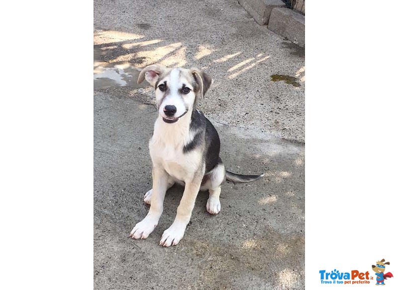 Mask, Incrocio Husky, Cucciolo di 4 Mesi, Dalle Strade Della Sicilia a Bergamo in Cerca di una Casa - Foto n. 3